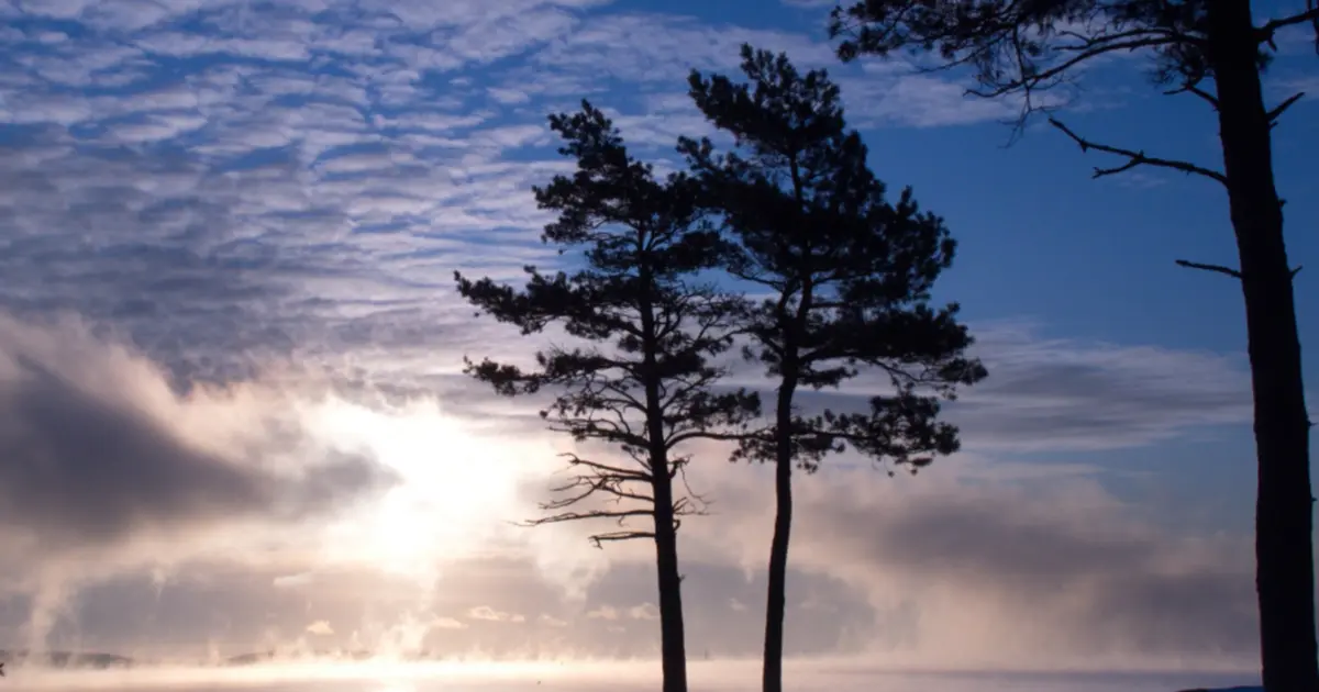 Árvores ao amanhecer em luz fria