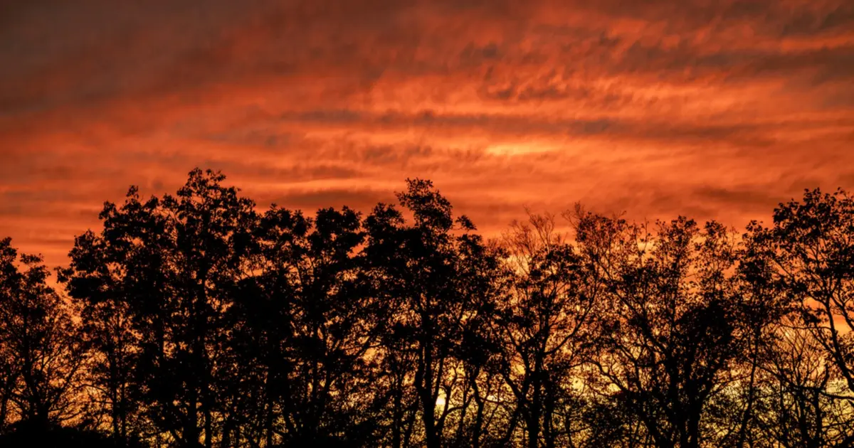 Céu ao pôr do sol sobre a mata