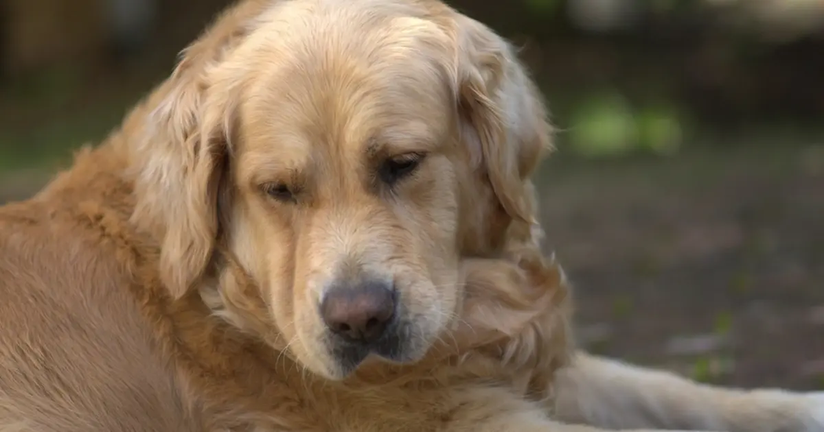 Cão golden retriever deitado, tranquilo, sob luz suave