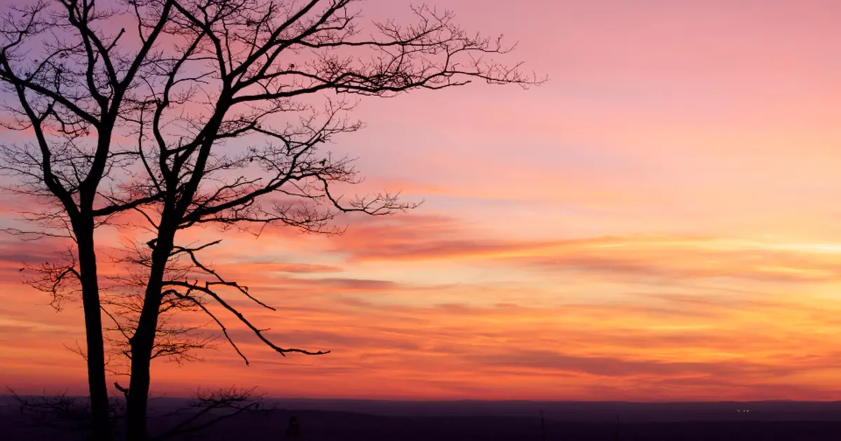 Silhueta de árvore contra o céu ao entardecer